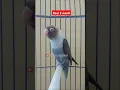 Download Lagu Lovebird ngekek panjang real 2 menit #lovebirds #lovebirdngekekpanjang #lovebird #birds