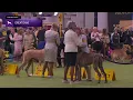 Great Danes Breed Judging 2026