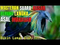 Download Lagu BURUNG MASTERAN TERBAIK Kasar Dan Berisik BIKIN JURI Ngelirik