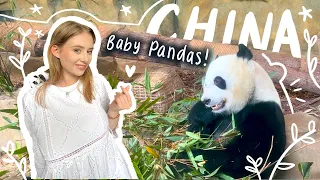 为何成都堪称熊猫旅游胜地｜近距离看中国大熊猫