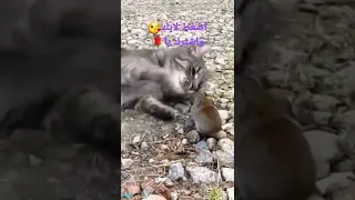 قط يصطاد فأر ويلعب معه 