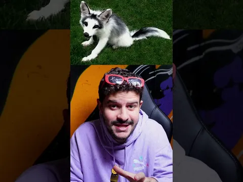raposa-mármore, a raposa mais rara de todas...