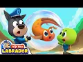 Download Lagu 🐟 Bạn cá tuyệt vời của rùa con | Cá phổi | Hoạt hình thiếu nhi 👮 Cảnh sát trưởng Labrador Vietnam 🚔