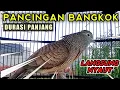 Download Lagu Pancingan perkutut bangkok Durasi Panjang