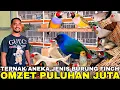Lagu BIKIN SYOK ! SUKSES TERNAK BURUNG FINCH DAN GELATIK MAIN MUTASI OMZETNYA PULUHAN JUTA PER BULAN