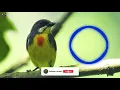 Download Lagu SUARA KICAU BURUNG PENTIS RAJA MASTERAN DARI SOLOK
