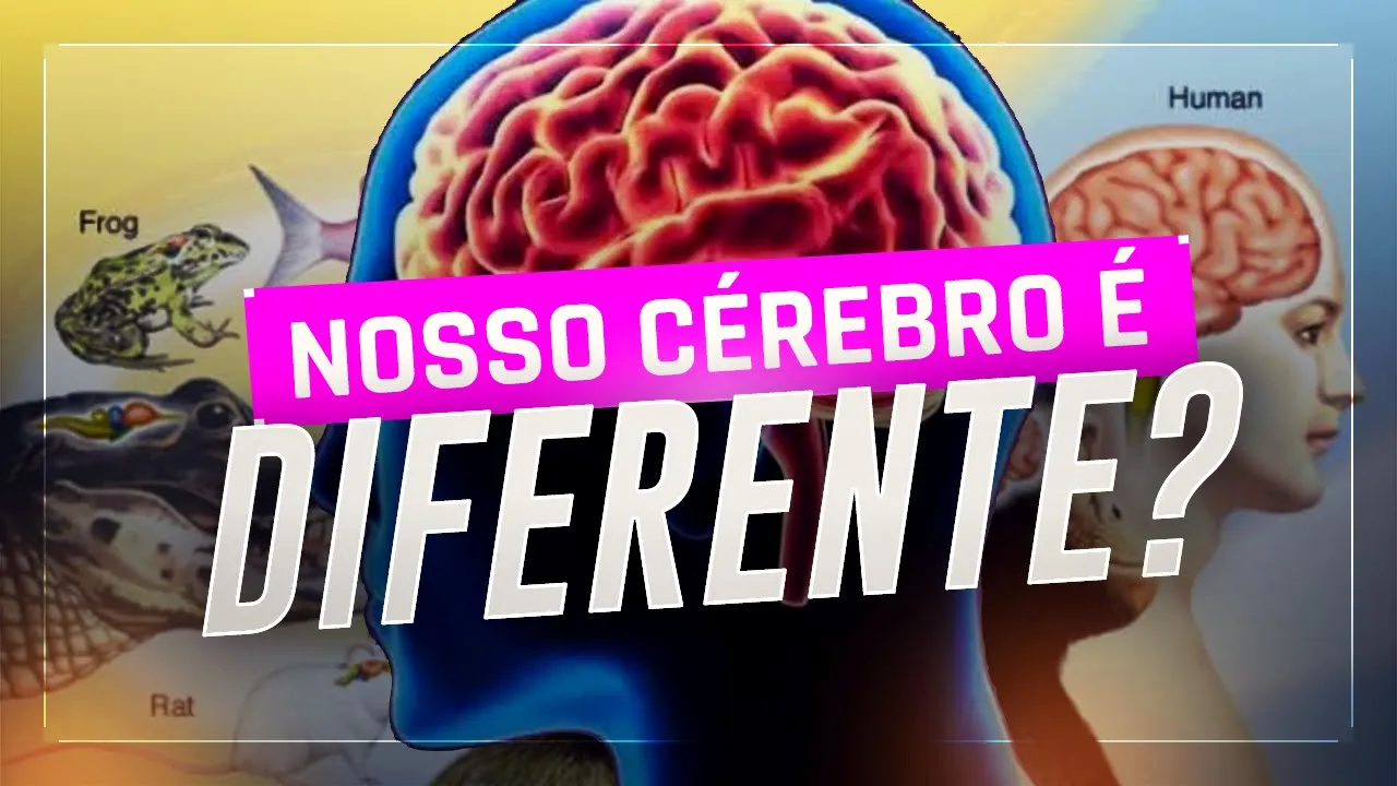 O CÉREBRO HUMANO E O DO ANIMAL SÃO DIFERENTES?