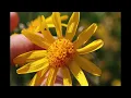 Download Lagu Heilpflanze ARNIKA: Königin des Lichts \u0026 der Wärme | Christoph Pollak