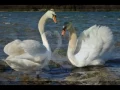 Lagu BIAŁE  ŁABĘDZIE