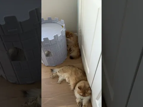 What 18 cats in one room looks like