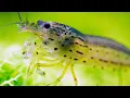 Frontline Heroes BEST ALGAE EATERS in Planted Aquariums - Fish Shrimp and Snails