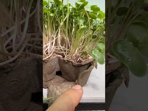 Microgreens en huevera de cartón