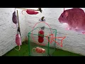 Download Lagu Perangkap tikus terbaik terbuat dari balon 🐭 cara menjebak tikus secara efektif 🐭