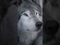 Download Lagu Wolves: Guardians of the Wilderness. #wolves #wildlife #nature #ecology #predators  #animalkingdom