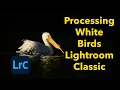 Download Lagu Lightroom for White Birds