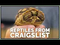 How to Safely Buy Reptiles from Craigslist