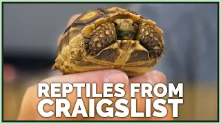 How to Safely Buy Reptiles from Craigslist
