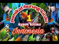 suara burung kutilang ribut kombinasi suara kutilang kejepit. membuat burung lain jadi panik