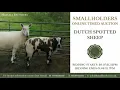 Dutch Spotted Sheep - Smallholders Online Auction July 21