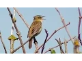 Download Lagu Sedge Warbler Birds Singing Their Hearts Out at Marazion Marsh