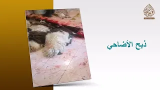 تقرير مشروع الأضاحي عام 1444هـ 