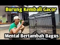 Download Lagu CARA TERAPI BURUNG CENDET STRES DAN MACET BUNYI