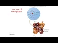 AP151 PhysioEx Exercise 11-Blood Analysis