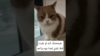 هيحصلك إيه لو بقيت قط يوم واحد معلومات اكسبلور Animals Facts Wildlife معلومات غريبة 