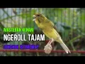 Download Lagu CUIT CUIT SUARA Kenari PANCINGAN EFEKTIF Cocok untuk Masteran KENARI PAUD \u0026 Kenari Macet BUNYIGACOR
