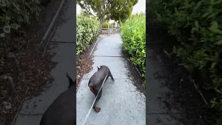 #fyp #dream #youtube #pets #doberman
