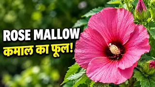 इतना खूबसूरत फूल 😍 | Winter Garden & Fruit Plants Tour