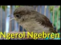 Download Lagu Burung Flamboyan Gacor Ngebren Rapat Nyerecet