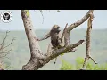 Kenya: The Fierce Clash Between a Troop of Baboons and a Lion #WildlifeDocumentary