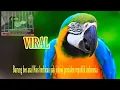 Download Lagu Burung beo asal nias berkicau presiden republik indonesia