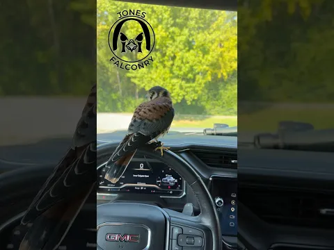 Jose’s first time at the wheel! #josetheamericankestrel #falconry