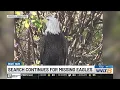 Two bald eagles still missing more than 2 weeks after Dollywood storm damage