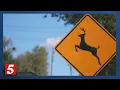 Backyard deer hunting offers a way to manage local overpopulation