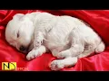 Download Lagu 10 Hours Calming Sleep Music 💖 Stress Relief Music, Insomnia, Relaxing Sleep Music ♬ Baby Dog Puppy