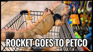Took My Iguana To The Petco I Bought Him At - Rocket The Iguana