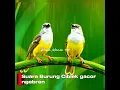 Download Lagu suara pikat burung ciblek #suarapikatburungkecilribut