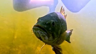 Gus, my smallmouth bass teacher, loves to eat fresh horse flies