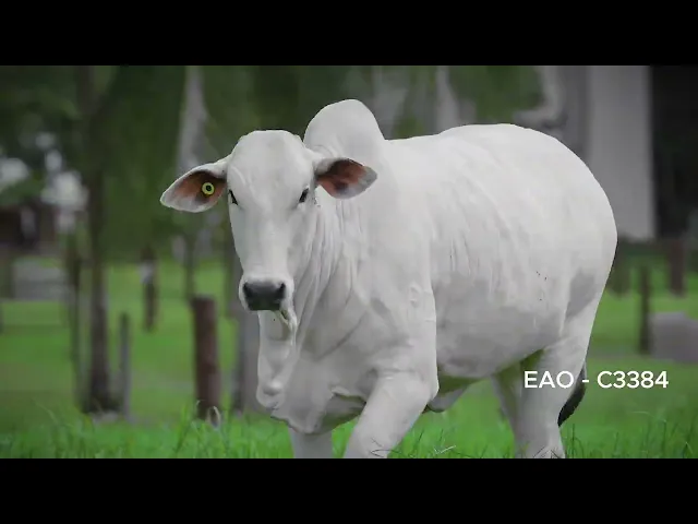 ASPIRAÇÃO PACOTE - EAO C3471 | EAO C4423 | EAO C3384