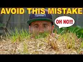 Using Straw Mulch Age Wheat Straw Bales Before Use Or THIS Happens