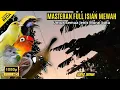 Download Lagu Masteran Murai Batu Full Tembakan Mewah #masteranmuraibatu #masteranmuraiisiankasar