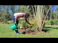 Peaceful organic living. Life in the Kenyan countryside 