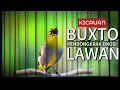 Download Lagu PLECI BUXTO GACOR🔥PANCINGAN PLECI BAHAN,PANCINGAN  PLECI MALAS BUNYI,PLECI GACOR
