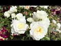 Download Lagu Garden Roses 03