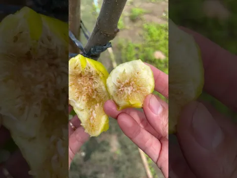 Enjoy ripe golden figs straight from the tree - For fruit lovers