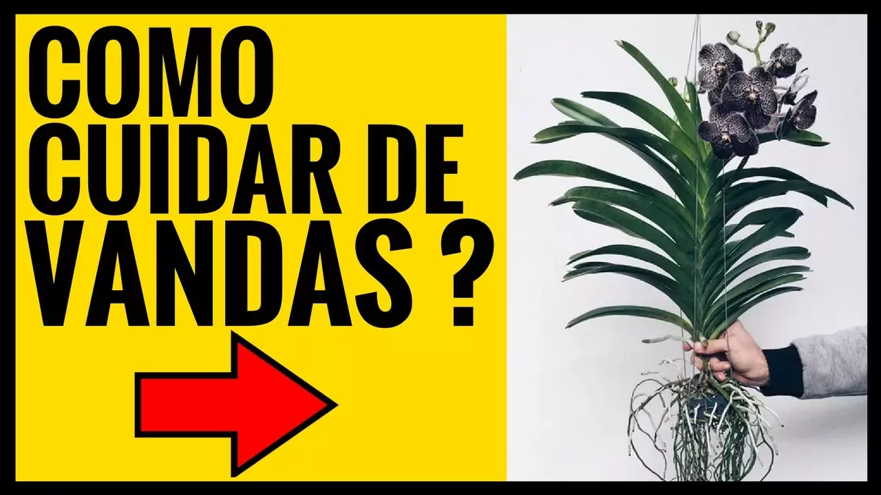 COMO CUIDAR DE ORQUIDEAS VANDA ANANDA APPLE QUADRO VERDE