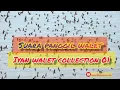 Download Lagu SUARA PANGGIL WALET IYAN WALET COLLECTION VOL.1 FULL VERSION 1JAM